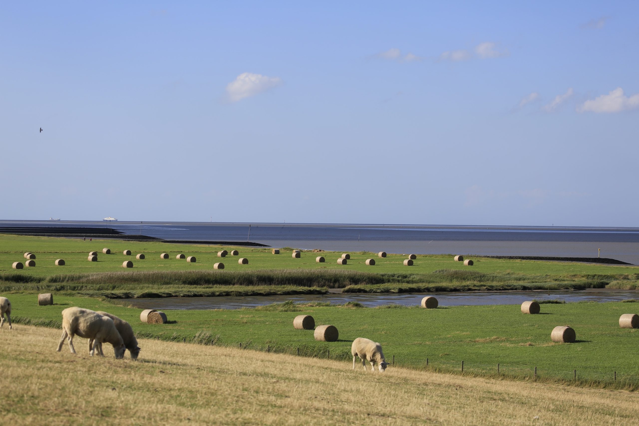 Salzwiesen und Wattenmeer